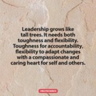 Leadership grows like tall trees.